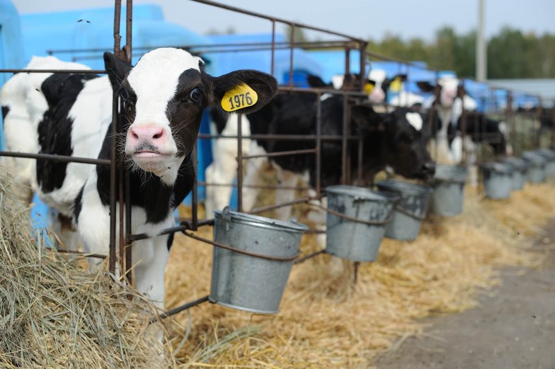 Агрохозяйство «Каменское» вошло в ТОП-50 национального рейтинга производителей молока
